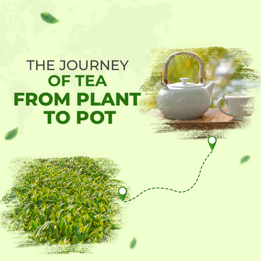 The Journey of Tea: From Plant to Pot - Surya Flame