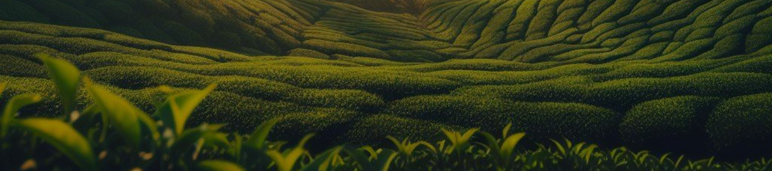 Buy Premium Green Tea | Discover Green Tea Benefits - Marvel Tea